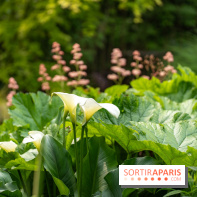 Le Jardin des Aubépines a Auffargis  - A7C01439