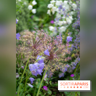 Le Jardin des Aubépines a Auffargis  - A7C01467