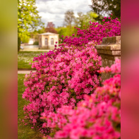 Château de Fontainebleau - jardin du parc du Château de Fontainebleau - A7C04486