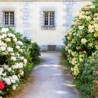 Château de Fontainebleau - jardin du parc du Château de Fontainebleau - A7C04811