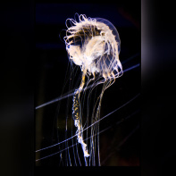 Disco Méduses à l'Aquarium Sea Life