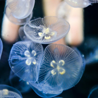 Disco Méduses à l'Aquarium Sea Life