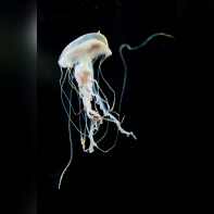 Disco Méduses à l'Aquarium Sea Life