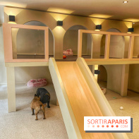 The Dogry - IMG 3591