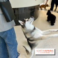 The Dogry - IMG 3604