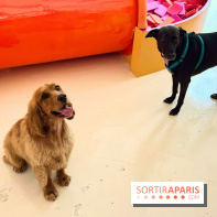 Patapwouf, le spot cani-friendly de Saint-Ouen - nos photos - 15DA47E1 DB3C 4EE8 8C5B F80751C23DB2