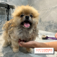 Patapwouf, le spot cani-friendly de Saint-Ouen - nos photos - F0F099CA D4D5 4057 8F22 EA80E51F0193