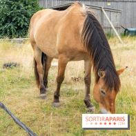 Balade en chevaux Henson en forêt de Fontainebleau  - A7C02828