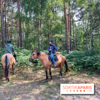 Balade en chevaux Henson en forêt de Fontainebleau  - IMG 2107