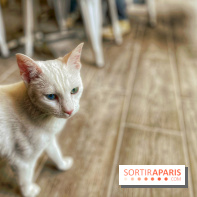 Chat-Rivari Café