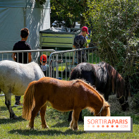 Tous en piste ! à Maisons-Laffitte (78): poneys, calèche et spectacles équestres gratuits au château