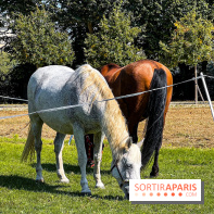 Tous en piste ! à Maisons-Laffitte (78): poneys, calèche et spectacles équestres gratuits au château