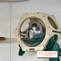 Koneko Work : le café coworking pour travailler en compagnie des chats - DSC 5237