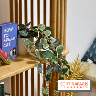 Koneko Work : le café coworking pour travailler en compagnie des chats - DSC 5244