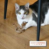 Koneko Work : le café coworking pour travailler en compagnie des chats - DSC 5251