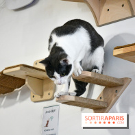 Koneko Work : le café coworking pour travailler en compagnie des chats - DSC 5262