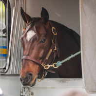 Le Meeting d'hiver arrive en Novembre à  l’Hippodrome Paris-Vincennes - 5
