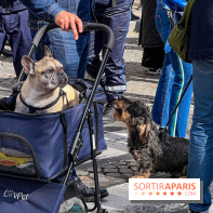 La Marche des animaux à Paris : défilé gratuit, ouvert aux chiens, chats ... sur les Champs-Élysées - IMG 5170