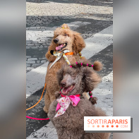 La Marche des animaux à Paris : défilé gratuit, ouvert aux chiens, chats ... sur les Champs-Élysées - IMG 5202