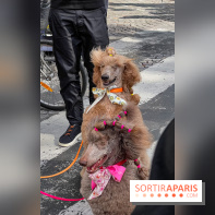 La Marche des animaux à Paris : défilé gratuit, ouvert aux chiens, chats ... sur les Champs-Élysées - IMG 5203