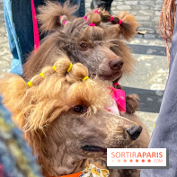 La Marche des animaux à Paris : défilé gratuit, ouvert aux chiens, chats ... sur les Champs-Élysées - IMG 5210