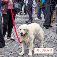 La Marche des animaux à Paris : défilé gratuit, ouvert aux chiens, chats ... sur les Champs-Élysées - IMG 5332
