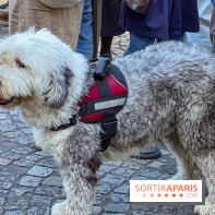 La Marche des animaux à Paris : défilé gratuit, ouvert aux chiens, chats ... sur les Champs-Élysées - IMG 5516