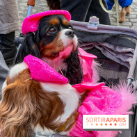 La Marche des animaux à Paris : défilé gratuit, ouvert aux chiens, chats ... sur les Champs-Élysées