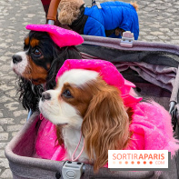 La Marche des animaux à Paris : défilé gratuit, ouvert aux chiens, chats ... sur les Champs-Élysées