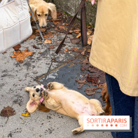 Paris Sausage Walk, la Marche des Teckels 2025
