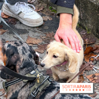 Paris Sausage Walk, la Marche des Teckels 2025 - IMG 1577