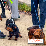 Paris Sausage Walk, la Marche des Teckels 2025