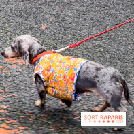 Paris Sausage Walk, la Marche des Teckels 2025