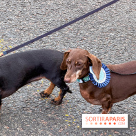 Paris Sausage Walk, la Marche des Teckels 2025
