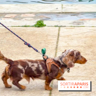 Paris Sausage Walk, la Marche des Teckels 2025 - IMG 1597