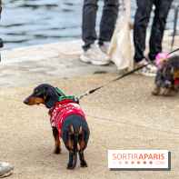 Paris Sausage Walk, la Marche des Teckels 2025