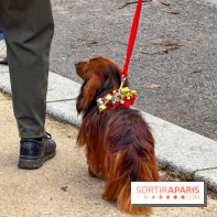 Paris Sausage Walk, la Marche des Teckels 2025