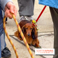 Paris Sausage Walk, la Marche des Teckels 2025
