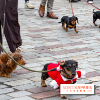 Paris Sausage Walk, la Marche des Teckels 2025