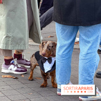 Paris Sausage Walk, la Marche des Teckels 2025