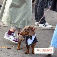 Paris Sausage Walk, la Marche des Teckels 2025