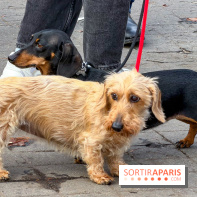 Paris Sausage Walk, la Marche des Teckels 2025