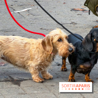 Paris Sausage Walk, la Marche des Teckels 2025 - IMG 1664