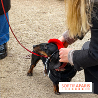 Paris Sausage Walk, la Marche des Teckels 2025