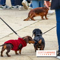 Paris Sausage Walk, la Marche des Teckels 2025