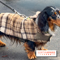 Paris Sausage Walk, la Marche des Teckels 2025
