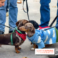 Paris Sausage Walk, la Marche des Teckels 2025