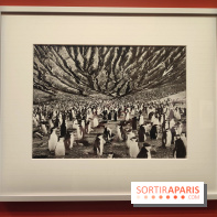 Sebastião Salgado au cœur d'une exposition de photos gratuite à l'Hôtel de Ville de Paris - fotor 1771520223864