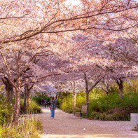 Les cerisiers en fleurs au Parc de Billancourt à Boulogne-Billancourt, Hanami aux portes de Paris - A7C08655