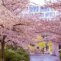 Les cerisiers en fleurs au Parc de Billancourt à Boulogne-Billancourt, Hanami aux portes de Paris - A7C08659